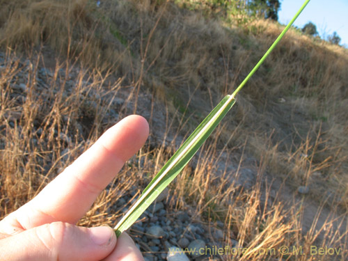 Imágen de Poaceae sp. #2180 (). Haga un clic para aumentar parte de imágen.