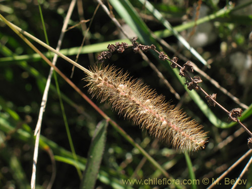 Poaceae sp. #2180の写真