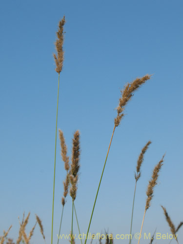 Фотография Poaceae sp. (). Щелкните, чтобы увеличить вырез.