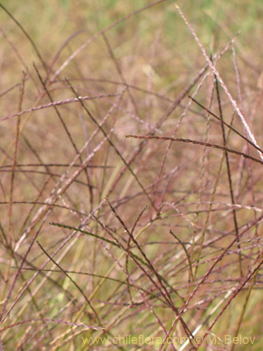 Poaceae sp. #1828的照片