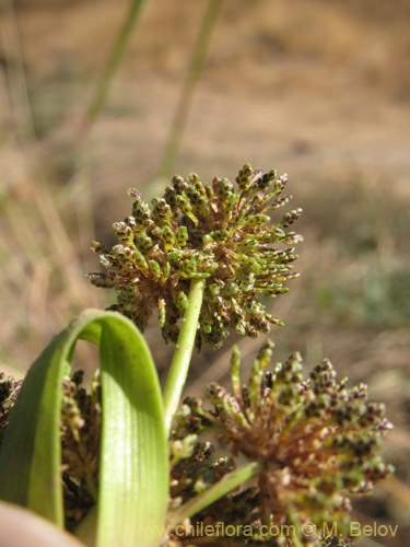 Im�gen de Cyperus difformis (Cortadera / Lleivun). Haga un clic para aumentar parte de im�gen.