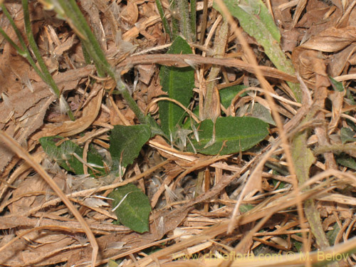 Asteraceae sp. #1829の写真