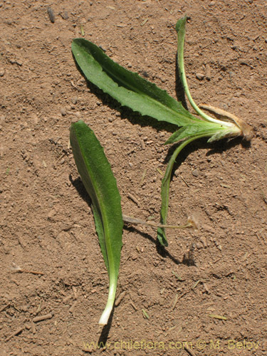 Asteraceae sp. #1829的照片