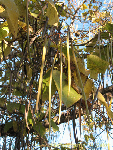 Image of Catalpa bignonioides (). Click to enlarge parts of image.