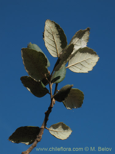 Quercus ilex的照片