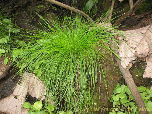 Image of Carex sp. #1945 (). Click to enlarge parts of image.