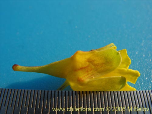 Tropaeolum brachyceras的照片