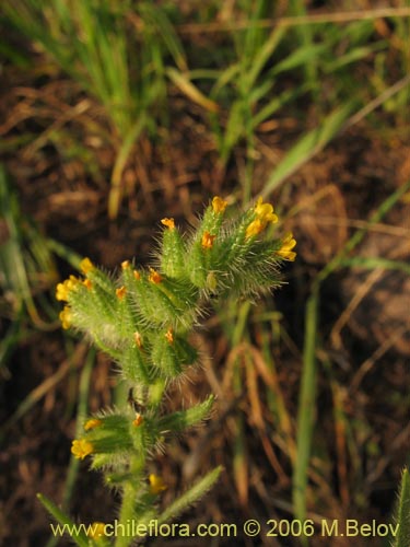 Image of Amsinckia calycina (Ortiguilla / Hierba rocilla). Click to enlarge parts of image.