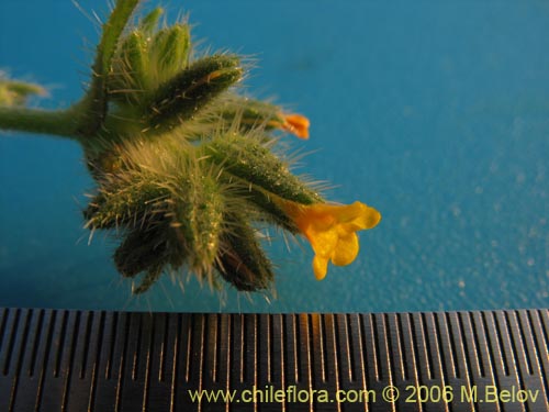 Imágen de Amsinckia calycina (Ortiguilla / Hierba rocilla). Haga un clic para aumentar parte de imágen.