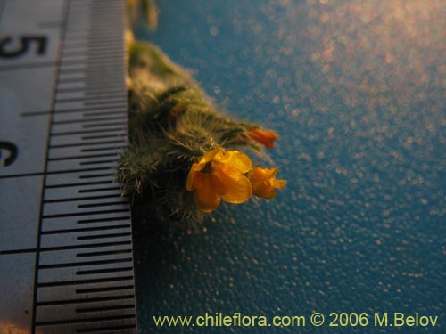 Imágen de Amsinckia calycina (Ortiguilla / Hierba rocilla). Haga un clic para aumentar parte de imágen.