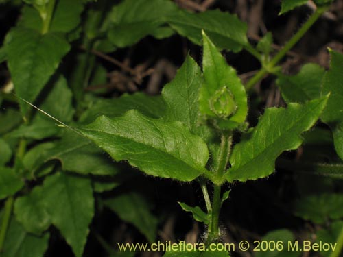 Imágen de Stellaria chilensis (quilloiquilloi). Haga un clic para aumentar parte de imágen.