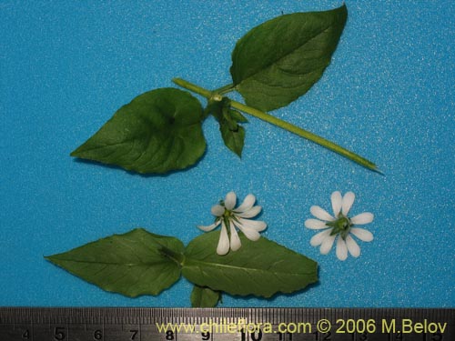Image of Stellaria chilensis (quilloiquilloi). Click to enlarge parts of image.