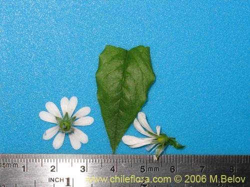 Фотография Stellaria chilensis (quilloiquilloi). Щелкните, чтобы увеличить вырез.