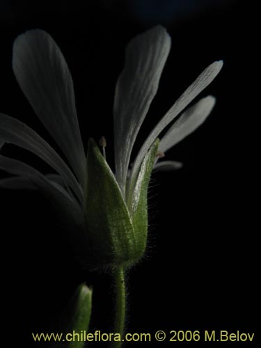 Фотография Stellaria chilensis (quilloiquilloi). Щелкните, чтобы увеличить вырез.