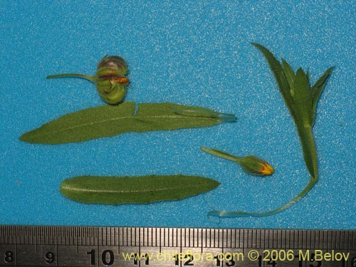 Image of Unidentified Plant sp. #2373 (). Click to enlarge parts of image.