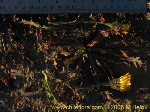Фотография Asteraceae sp. #1850 (). Щелкните, чтобы увеличить вырез.