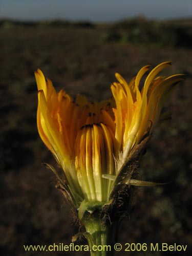 Asteraceae sp. #1850的照片
