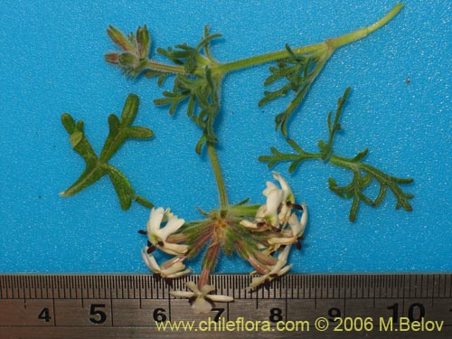 Bild von Verbena sulphurea (Verbena amarilla). Klicken Sie, um den Ausschnitt zu vergrössern.