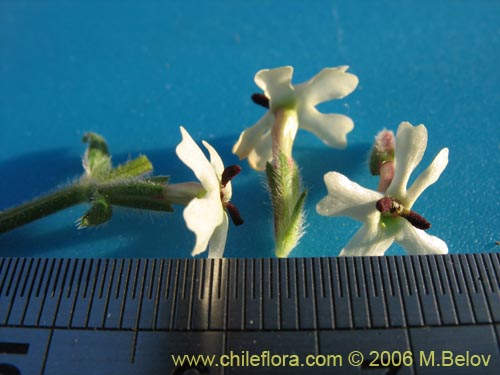 Фотография Verbena sulphurea (Verbena amarilla). Щелкните, чтобы увеличить вырез.
