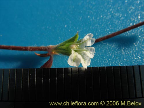 Image of Chorizanthe frankenioides (). Click to enlarge parts of image.