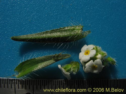 Image of Cryptantha sp. #1590 (). Click to enlarge parts of image.