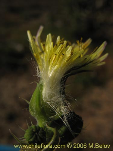 Фотография Asteraceae sp. #1883 (). Щелкните, чтобы увеличить вырез.