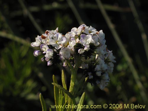 Imágen de Heliotropium stenophyllum (Palito negro). Haga un clic para aumentar parte de imágen.