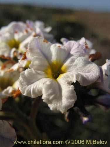 Heliotropium stenophyllumの写真
