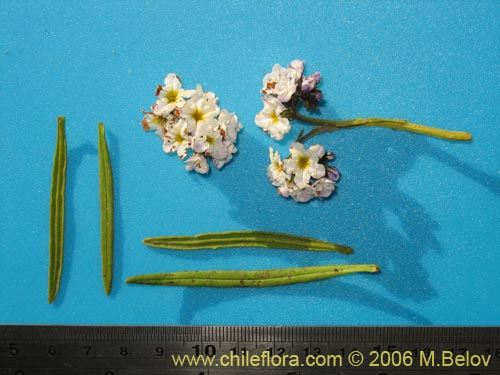 Image of Heliotropium stenophyllum (Palito negro). Click to enlarge parts of image.