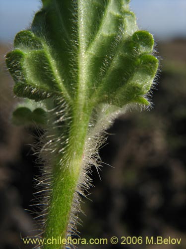 Image of Stachys sp. #1879 (). Click to enlarge parts of image.