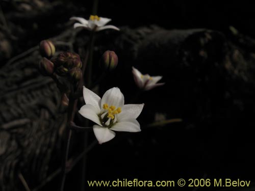 Bild von Fortunatia biflora (). Klicken Sie, um den Ausschnitt zu vergrössern.