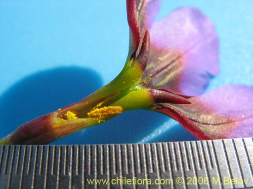 Imágen de Leucocoryne purpurea (). Haga un clic para aumentar parte de imágen.