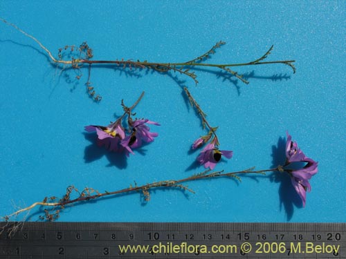 Фотография Schizanthus litoralis (Mariposita costera). Щелкните, чтобы увеличить вырез.