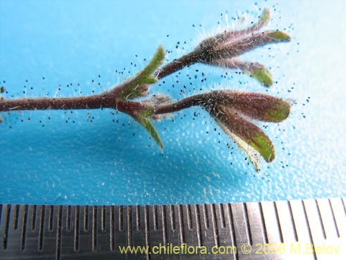 Schizanthus litoralisの写真