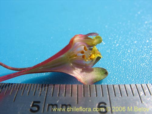 Bild von Tropaeolum tricolor (Soldadito rojo / Relicario). Klicken Sie, um den Ausschnitt zu vergrössern.