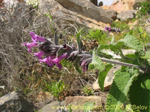 Фотография Sphacele salviae (Salvia blanca). Щелкните, чтобы увеличить вырез.