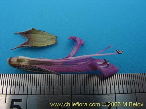 Imágen de Sphacele salviae (Salvia blanca). Haga un clic para aumentar parte de imágen.