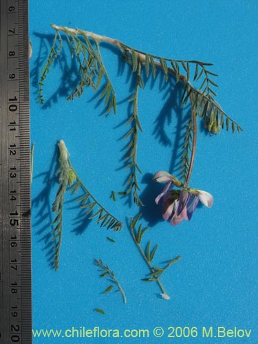 Astragalus sp. #1591의 사진