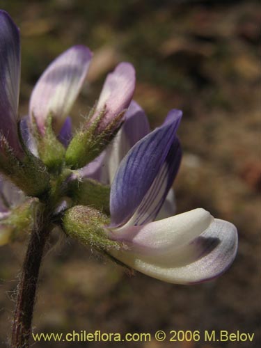 Image of Astragalus sp. #1591 (). Click to enlarge parts of image.