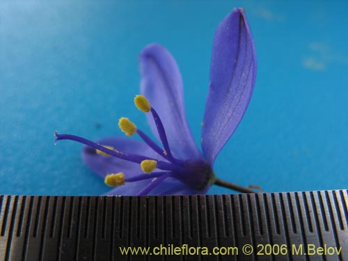 Imágen de Pasithea coerulea (Azulillo). Haga un clic para aumentar parte de imágen.