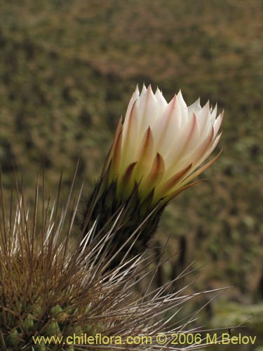 Фотография Echinopsis chiloensis ssp. littoralis (Quisco costero). Щелкните, чтобы увеличить вырез.