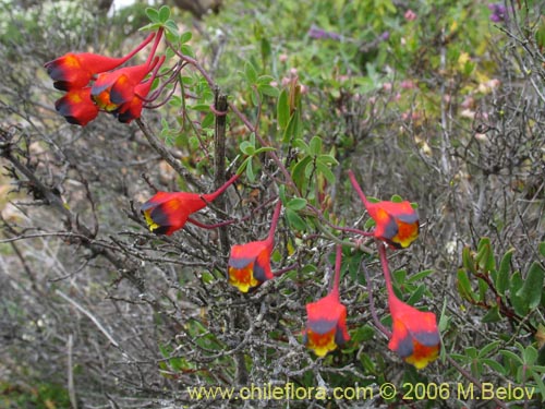 Bild von Tropaeolum tricolor (Soldadito rojo / Relicario). Klicken Sie, um den Ausschnitt zu vergrössern.