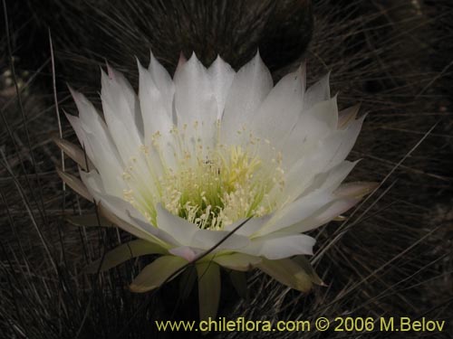 Image of Echinopsis chiloensis ssp. littoralis (Quisco costero). Click to enlarge parts of image.