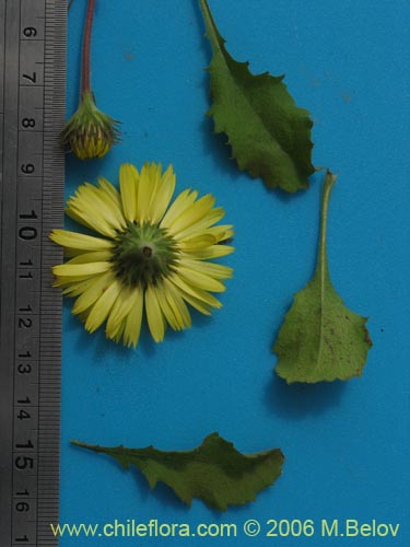 Bild von Asteraceae sp. #1885 (). Klicken Sie, um den Ausschnitt zu vergrössern.
