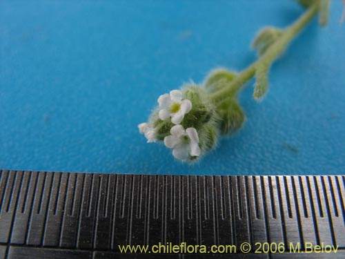 Image of Cryptantha sp. #1592 (). Click to enlarge parts of image.