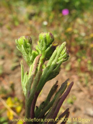 Asteraceae sp. #2379の写真