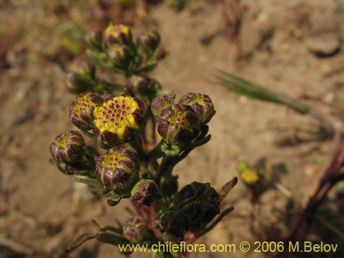 Imágen de Asteraceae sp. #2379 (). Haga un clic para aumentar parte de imágen.