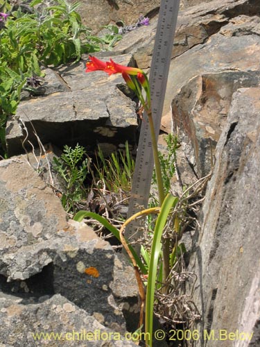 Imágen de Phycella bicolor (Azucena del diablo). Haga un clic para aumentar parte de imágen.
