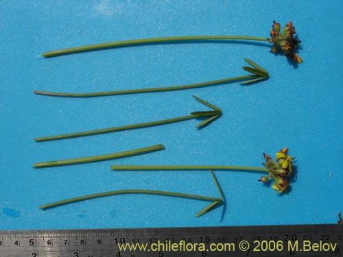 Image of Oxalis maritima (). Click to enlarge parts of image.