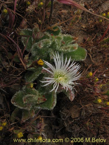 Фотография Mesembryanthemum crystallinum (). Щелкните, чтобы увеличить вырез.